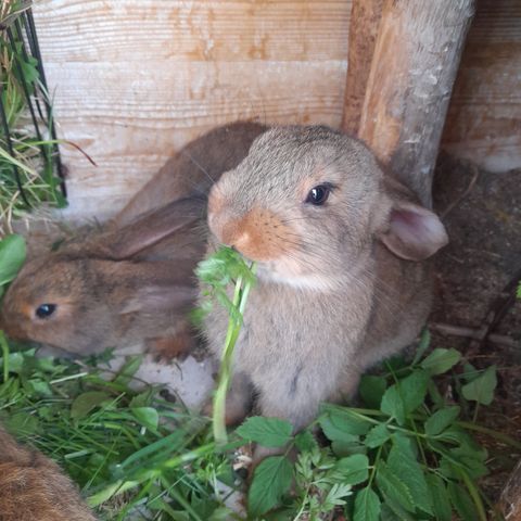 Kanin, Kaninunger (oppvekst helt naturlig) Mor: Rex; Far: Belgisk Kjempe
