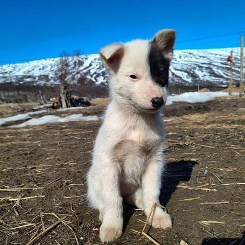 Alaska husky valper