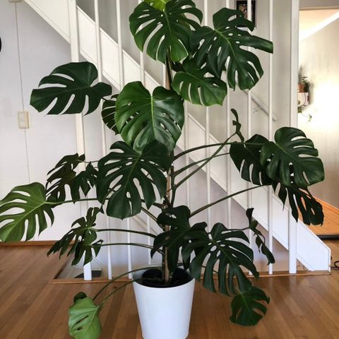 Stor monstera selges for 2000kr.