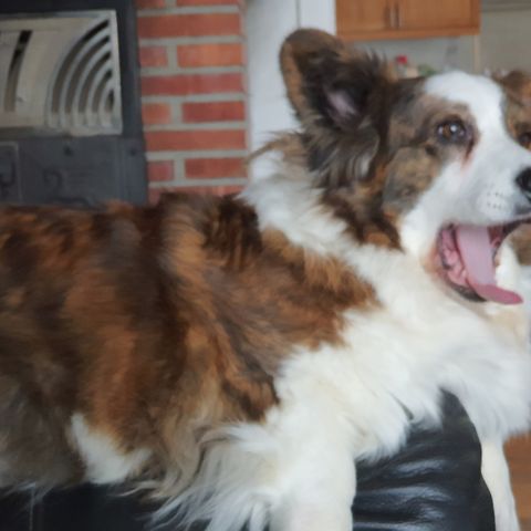 Welsh Corgi Cardigan