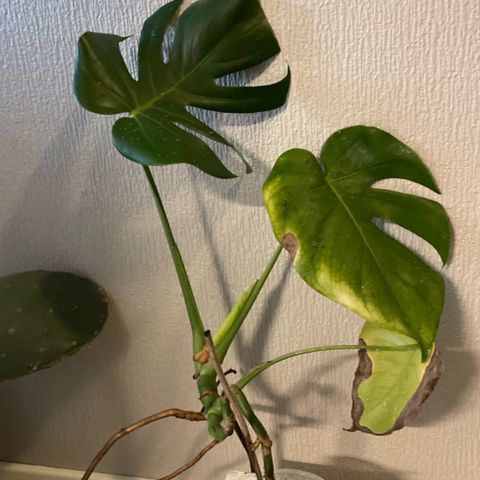 Monstera plante i stadig vekst!