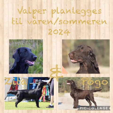 Flat Coated Retriever valper