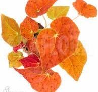 Stiklinger med rot av begonia autumn ember selges 175 kr