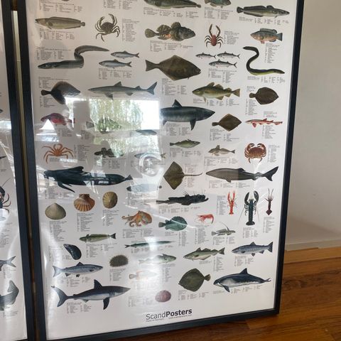Store Bilder av freskvannfisk/fisk langs norskekysten