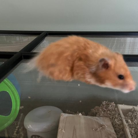 Syrisk Hamster med Terrarium bur