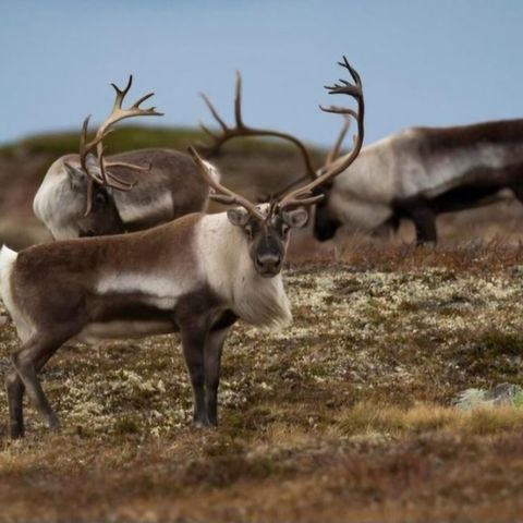 Villreinjakt ønskes kjøpt