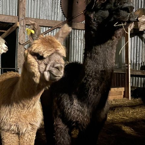 Alpakka - Ung hingst 3 år og vallak 14 år