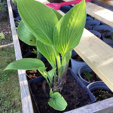 hosta