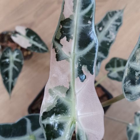 Alocasia bambino pink