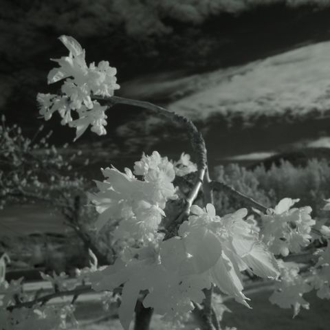 Nikon Coolpix S620 Infrarød IR infrared!!!