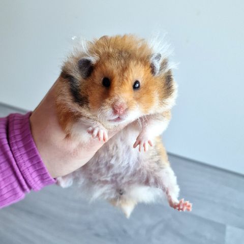 Gullhamster søker nytt hjem