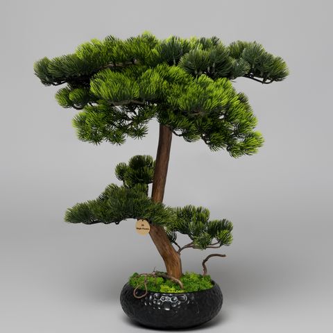 Bonsai