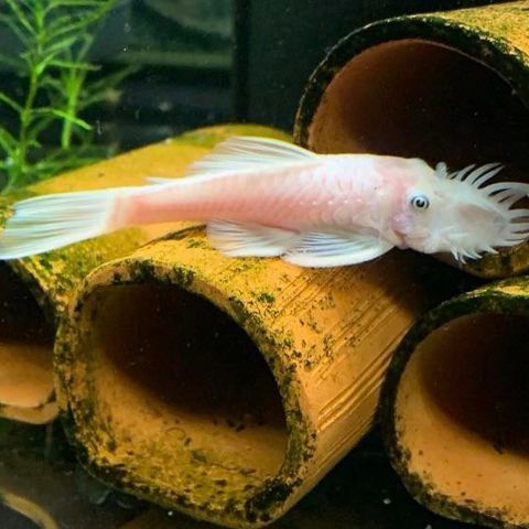 Ancistrus snow white