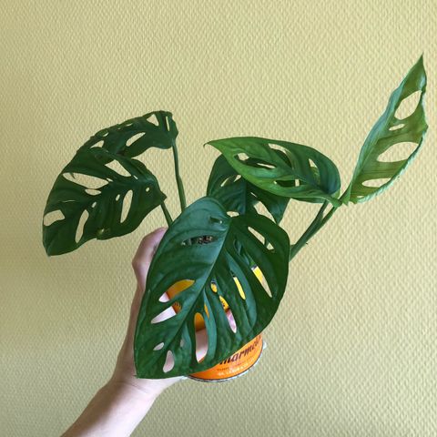 Monstera adansonii