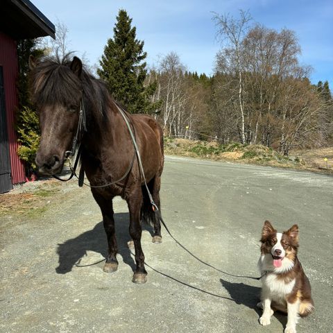 Snill islandshoppe ønsker seg fôrrytter