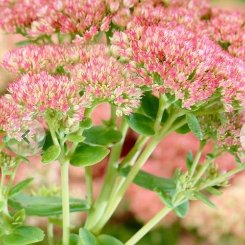 Sedum staude