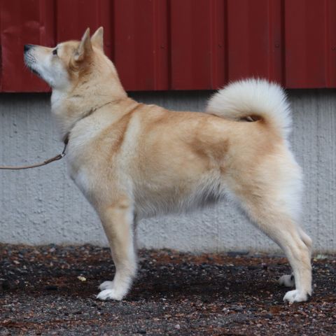 Norsk buhund - valper