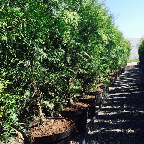 Thuja Brabant 20-300cm til hekk