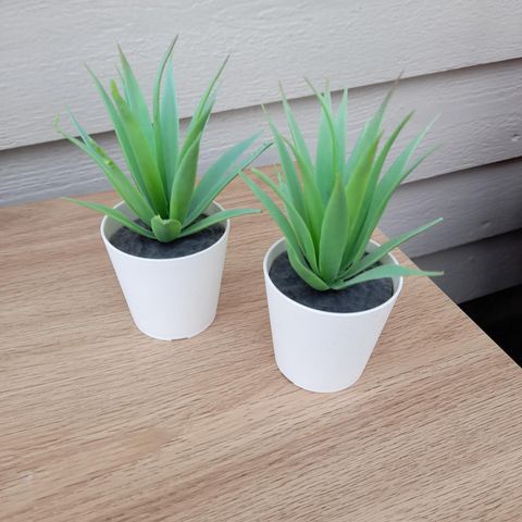 Små søte planter