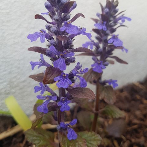 Ajuga/krypjonsokoll