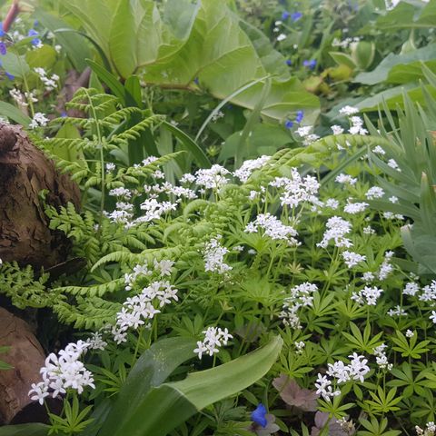 Galium odoratum/myske staude