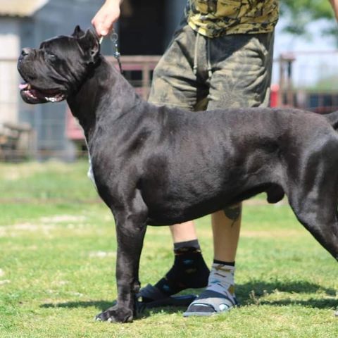 Cane corso, 2 år, med champion tittel