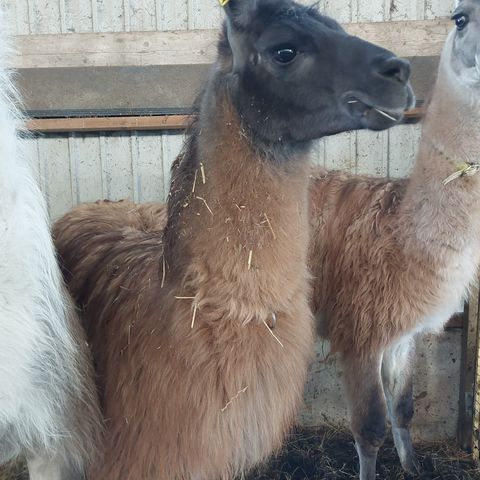 Lama hingster til salgs