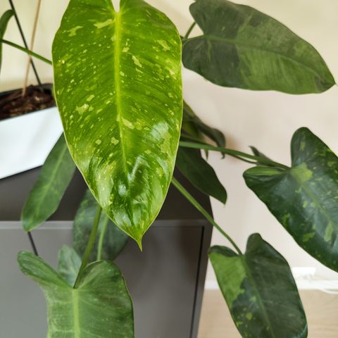 Philodendron Jose Buono - rotede stiklinger