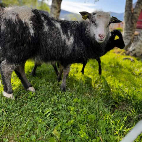 Flotte årsværar GNS gammelnorsk spæl