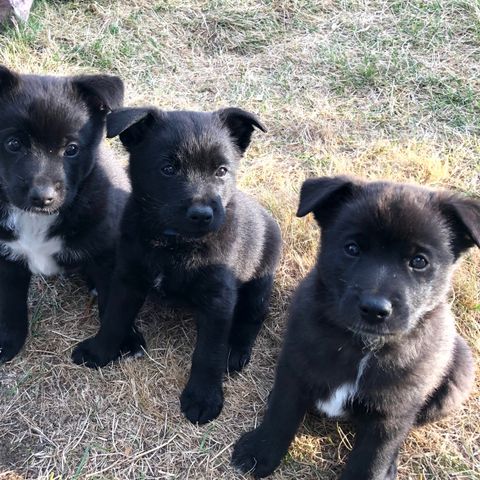 Norsk buhund - valper til salgs