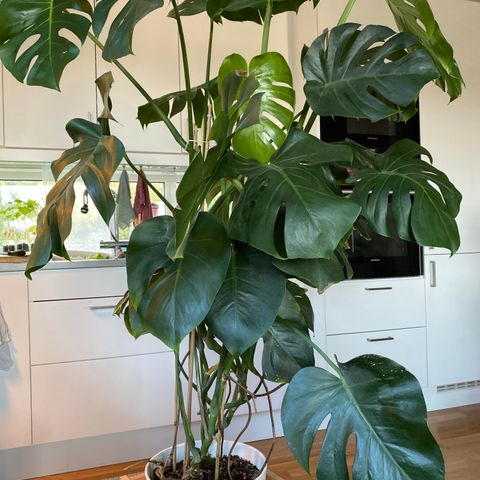 Monstera plante 1000kr