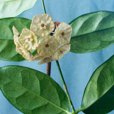 Hoya danumensis  ssp. Amarii, hel plante
