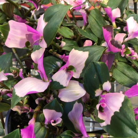 Tradescantia Blushing bride stiklinger