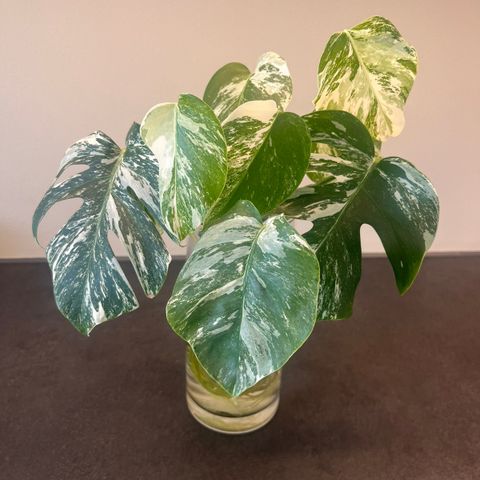 3 stk Monstera variegata