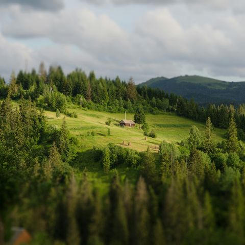 «Rønne i skogen» ønskes kjøpt.