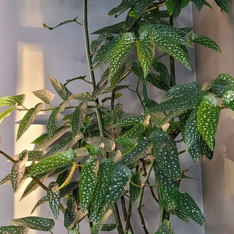 Cuttings. Begonia silver spot