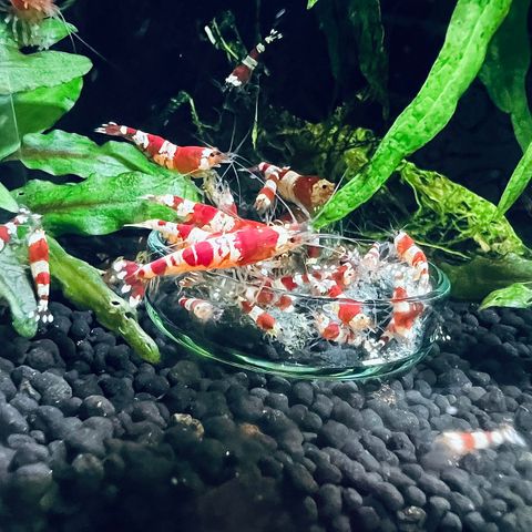 Caridina Crystal Red