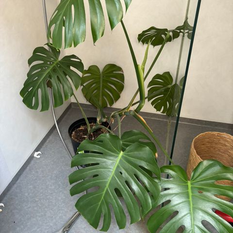 Monstera