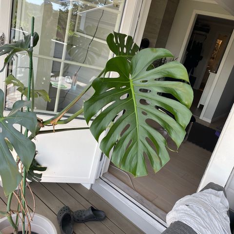 Planta monstera