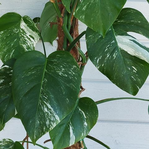 Monstera Albo Variegata  - Planteklare/Plantready & Stiklinger/Cuttings