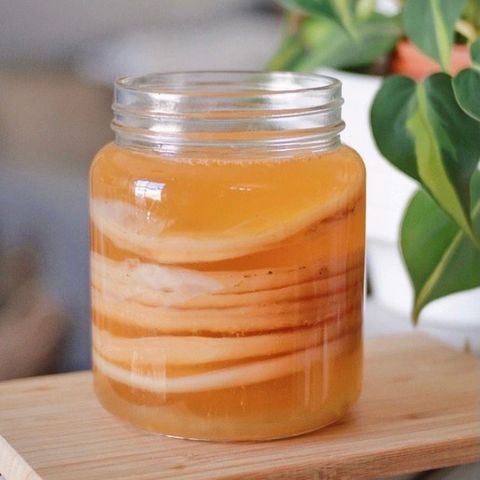 Scoby til Kombucha