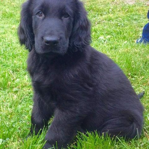 Flat Coated (Flatcoated) retriever