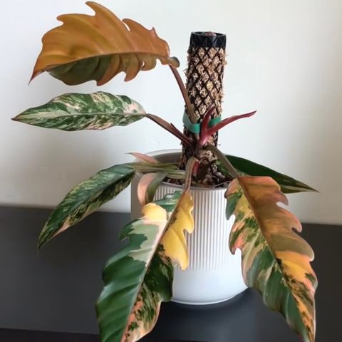 Philodendron Caramel Marble stikling