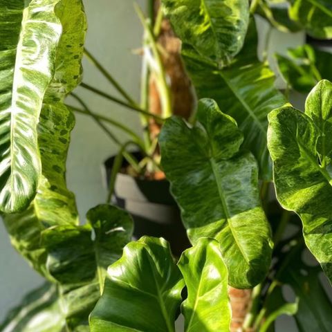 Philodendron Paraiso Verde stiklinger