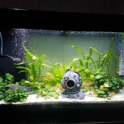 Juwel 125L akvarium