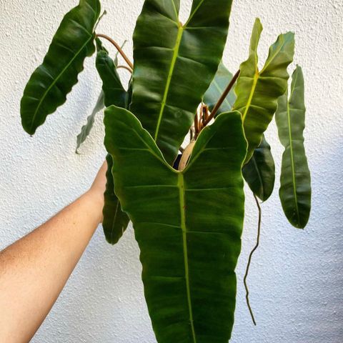 Philodendron Billietiae x Atabapoense stiklinger