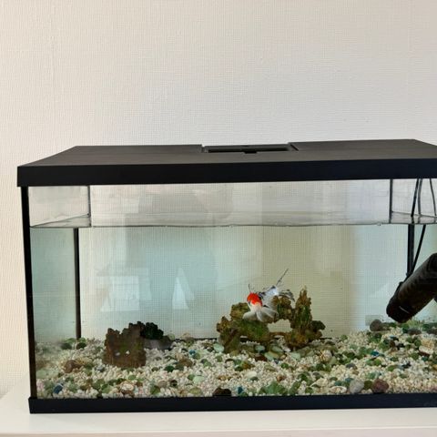Akvarium med en Koi fisk og  alt utstyr til salg