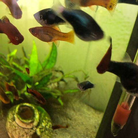 Platy fisk