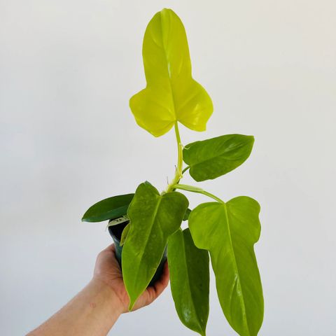 Philodendron Bipennifolium, golden violin stiklinger