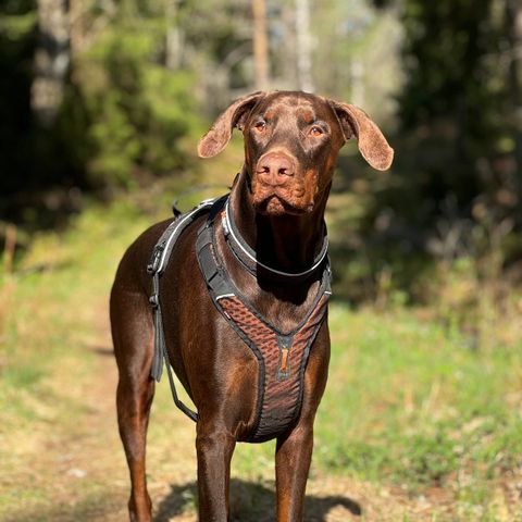 Dobermann hannhund 3 år